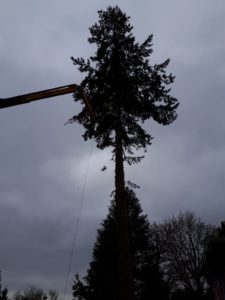 baum
