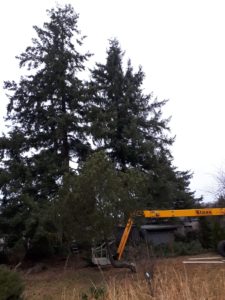 baum