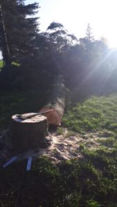 Baum4
