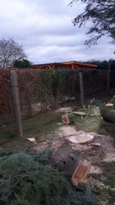 Baum5